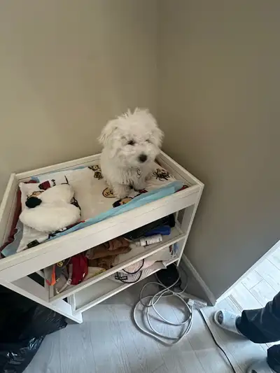 Bichon Frise Puppy 4 Months Male, View more