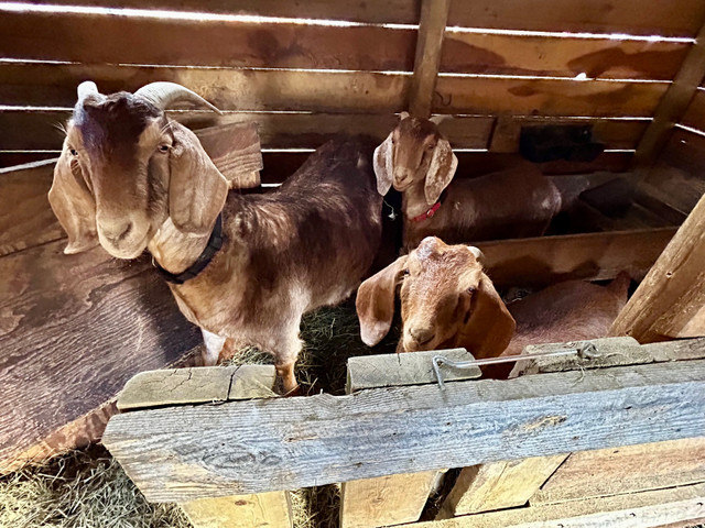Goats for sale in Livestock in Revelstoke - Image 2
