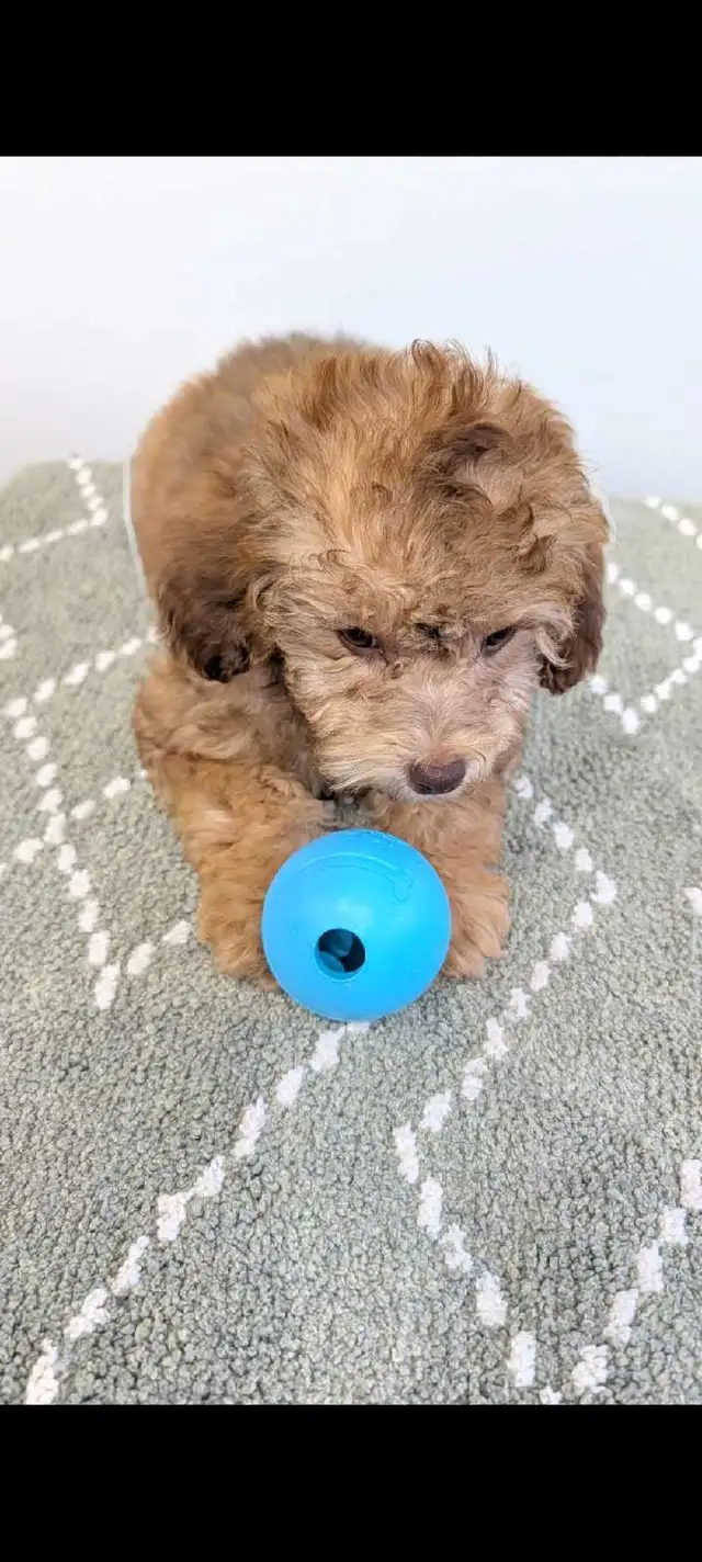 toy poodle puppies in Dogs & Puppies for Rehoming in Markham / York Region - Image 8