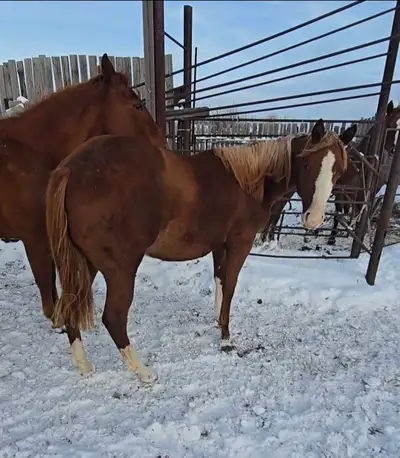 Oooooh Snap - 2024 AQHA Splash reining bred mare, View more
