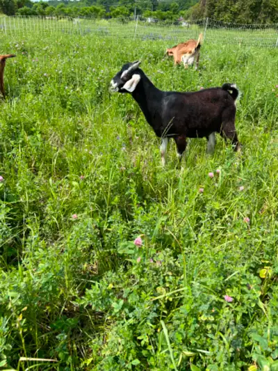 Pastured Goats for Sale