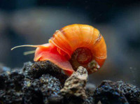 ramshorn snails 1 dollar for five. Buy two get one free!