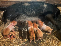Registered Kunekune Pigs, meat pigs and breeders available.