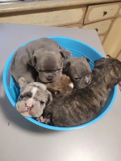 Beautiful Frenchton Puppies!, View more
