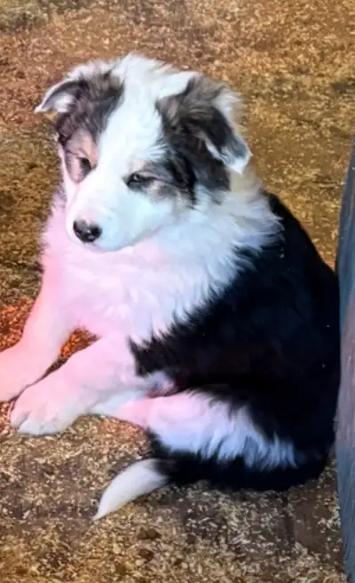 Border Collie Puppies, View more