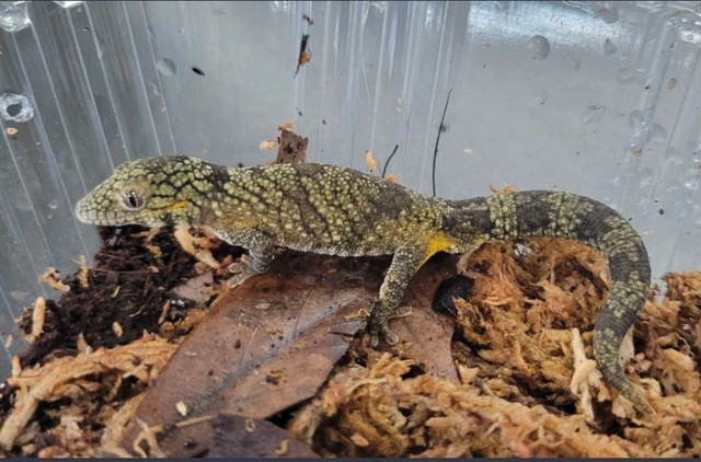 Eurydactylodes Agricolae / Chameleon gecko agricolae male dans Reptiles et amphibiens à adopter  à Ouest de l’Île - Image 2