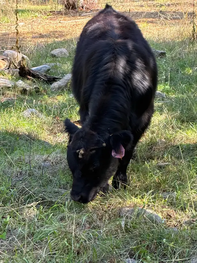 Black angus cross bull calf  in Livestock in Vernon - Image 5