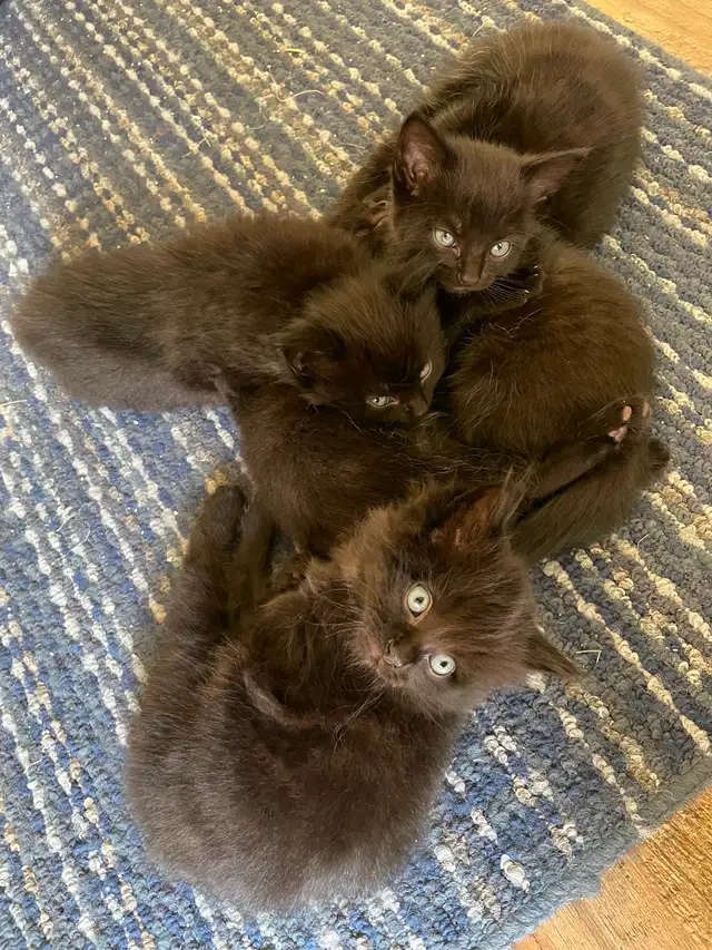 Beautiful Siberian cross kittens-Elora $150