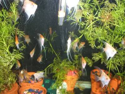 White marble and white angelfish, View more