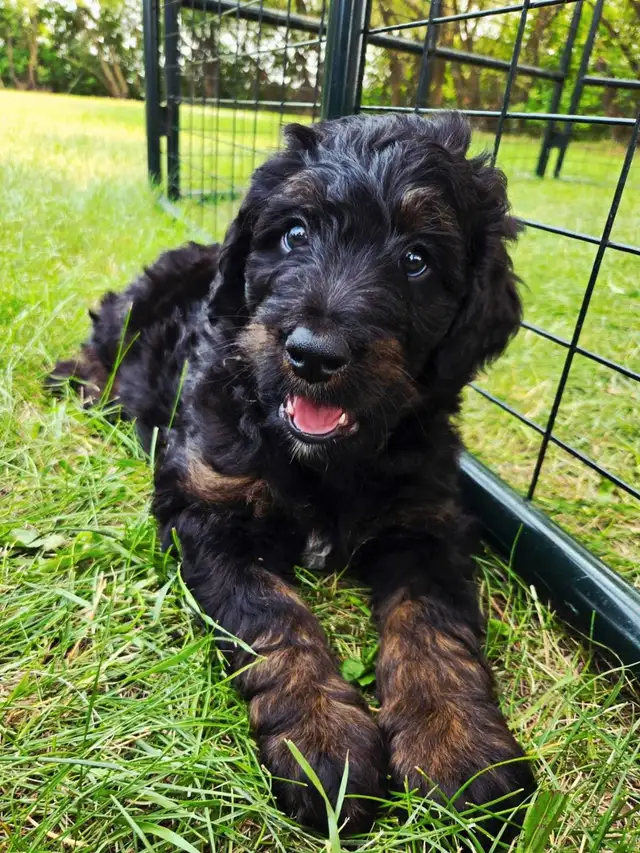 bernedoodle puppies in Dogs & Puppies for Rehoming in Winnipeg - Image 7