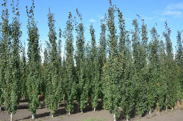 Swedish columnar aspen trees Large Serbian Spruce in Plants, Fertilizer & Soil in Barrie