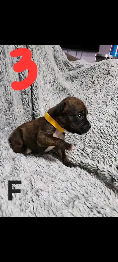Rare sealed (black) and brindle boxer puppies looking for furever homes. Raised in home Tails docked...