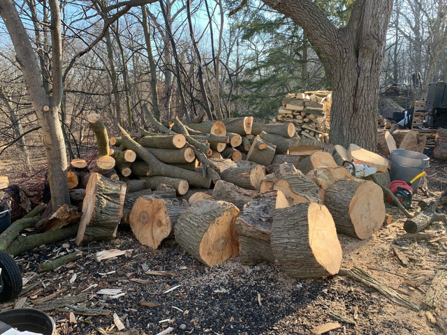 Bagged firewood in Fireplace & Firewood in Mississauga / Peel Region - Image 2