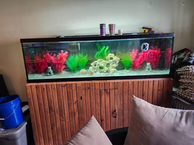 130 gallon tank in Fish for Rehoming in St. Catharines