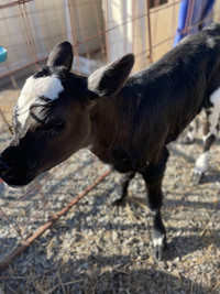 Black Angus/Holstein Heifer Calf 