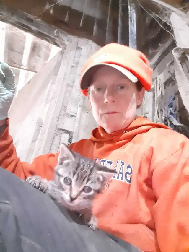 3 kittens  in Cats & Kittens for Rehoming in North Bay - Image 4