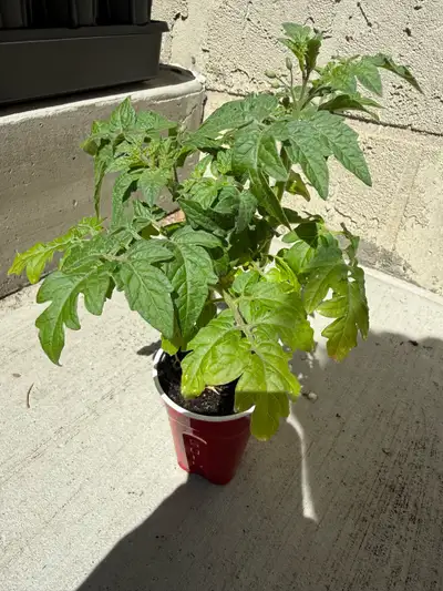 tiny tim tomato cucumber zucchini plants 6for$20, View more