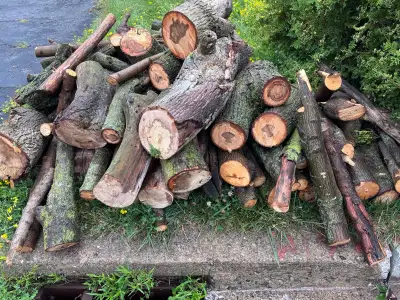 free sugar maple firewood nicely cut! see attached pictures!, View more