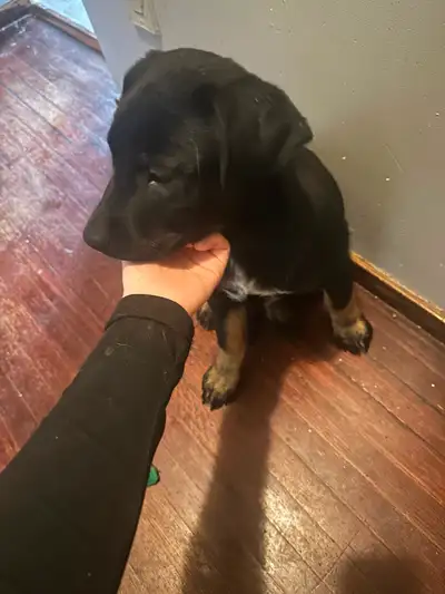 German Shepherd Rottweiler puppy mix, View more