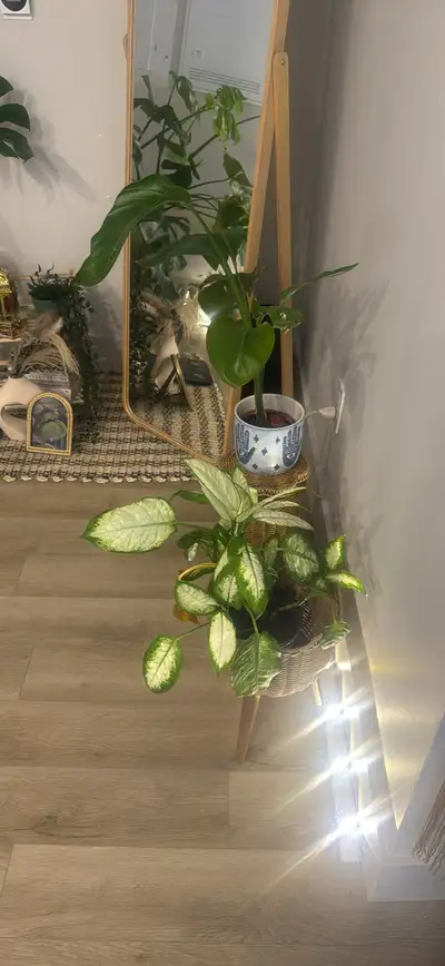 Assorted Houseplants and Decorative Stands, View more