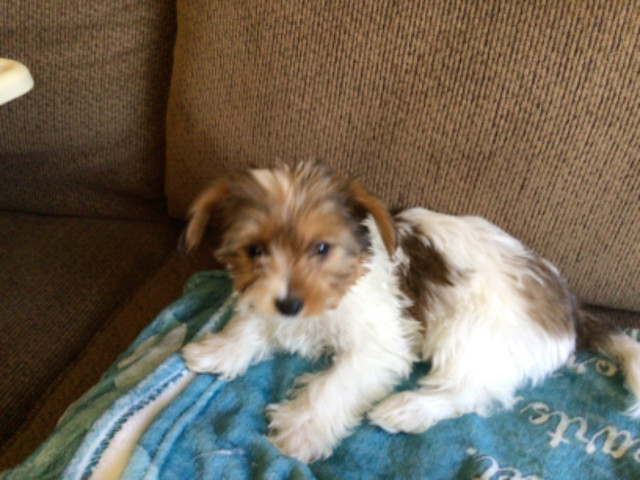 3 Biro Male Yorkies in Dogs & Puppies for Rehoming in City of Halifax