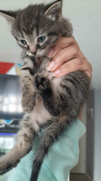 Kitten for sale $200