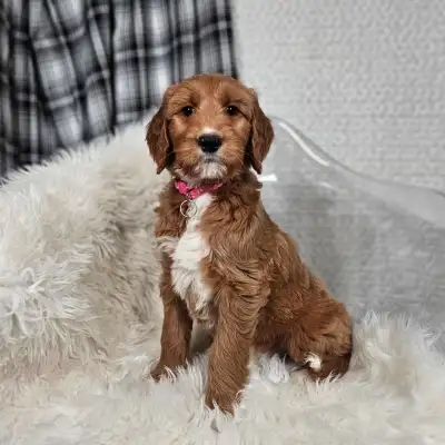Gorgeous red/apricot f1 goldendoodle puppies ready to go any time! These puppies have a variety of c...