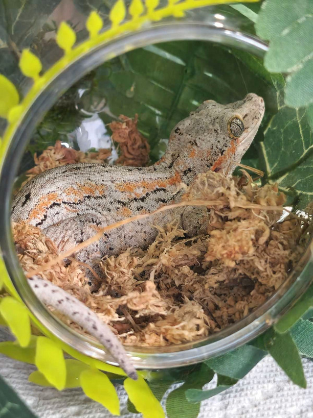Female orange stripe gargoyle gecko in Reptiles & Amphibians for Rehoming in Delta/Surrey/Langley