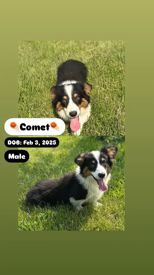 Adorable Corgi Puppies Looking For A Home in Dogs & Puppies for Rehoming in Cambridge - Image 4
