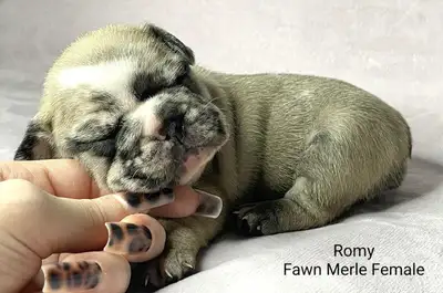 Frenchton puppies, View more