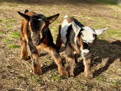 Nigerian Dwarf Goat Wethers, View more