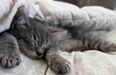 kitten for rehoming, View more