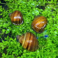 Chestnut Mystery Snails. $5 each