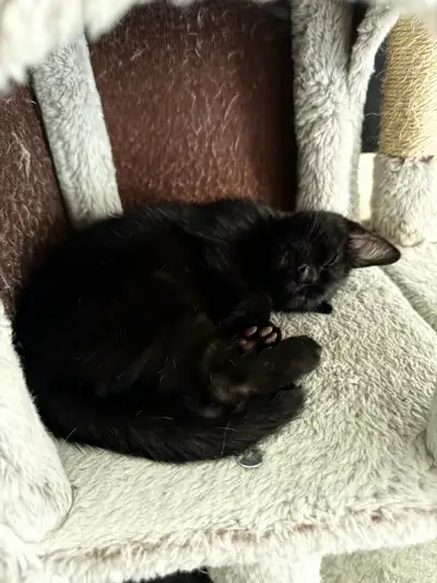 2 Black Male Kittens , View more