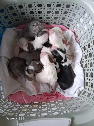 Sheepadoodle puppies, View more