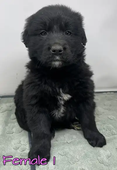 Australian Shepherd X Golden Retreiver Pups Available, View more