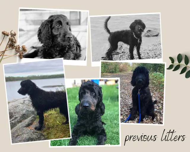 Jet Setter Doodles — Irishdoodle Puppies in Dogs & Puppies for Rehoming in Winnipeg - Image 9