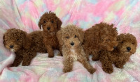 Toy poodles ready for there forever home 