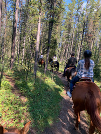 Riding and Horsemanship Lessons