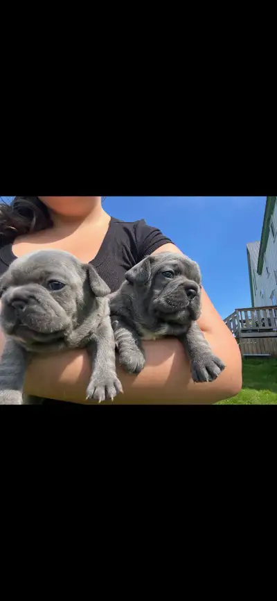 French bulldog puppies , View more
