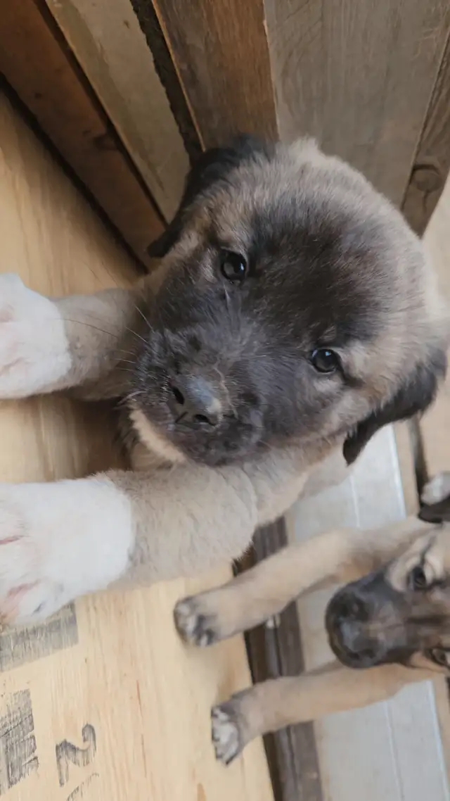 LGD Kangal Puppy's in Dogs & Puppies for Rehoming in Oshawa / Durham Region - Image 5