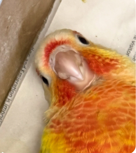 greencheek conures in Birds for Rehoming in City of Toronto - Image 4