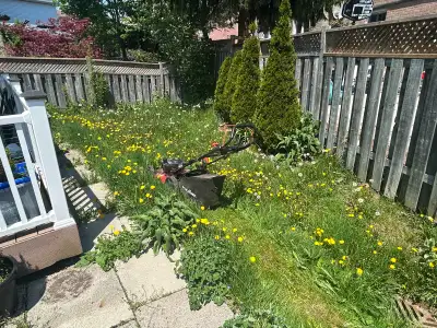 same day lawn service ! , View more