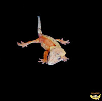 Crested Geckos - Spring Special!
