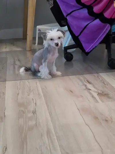 Chinese Crested Poodle Mix, View more