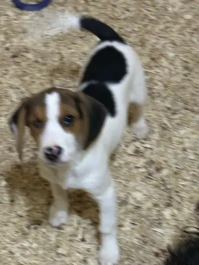 chiot beagle femelle, View more