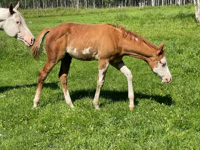 2026 APHA sorrel overo colt in Horses & Ponies for Rehoming in Edmonton - Image 6