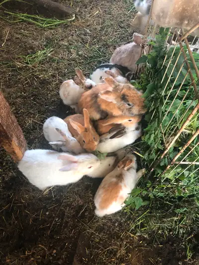 Bunnies for sale, View more