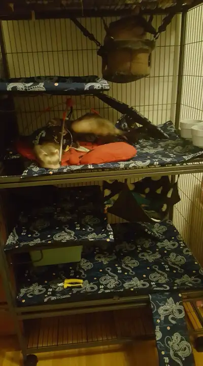 MIDWEST FERRET/CRITTER NATION FITTED LINERS, View more