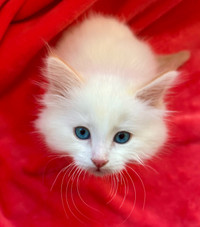 Selling three adorable Flamepoint ragdoll kittens 